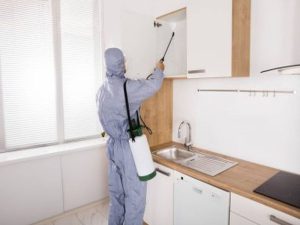 Sydney Pest Control: The Importance of Proper Cleaning Practices in Pest Prevention
