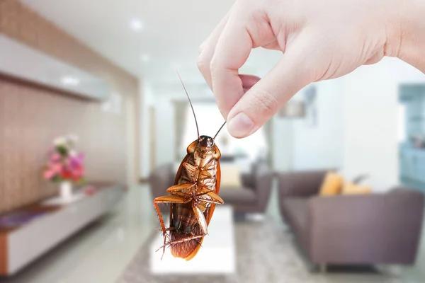 Affordable Cockroach Extermination Sydney