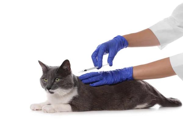 Understanding the Importance of Feline Distemper Vaccines
